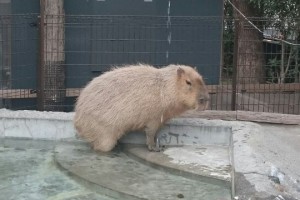 2015年3月14日　上野動物園→浅草へ行きました。