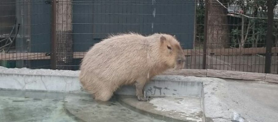 2015年3月14日　上野動物園→浅草へ行きました。